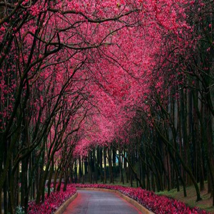 海南床垫厂，大自然的搬运工